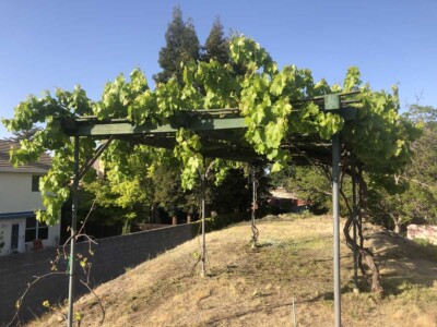 Murer House Vineyard, Folsom California