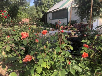 Murer House Gardens, Folsom California